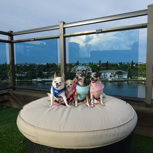 Fundraising Page: Amber Johnson